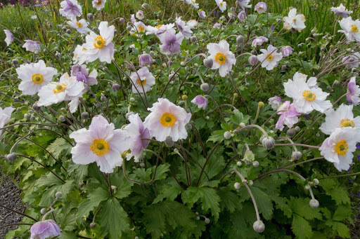 Anemone Jap. &#39;Dreaming Swan&#39; 8&quot;