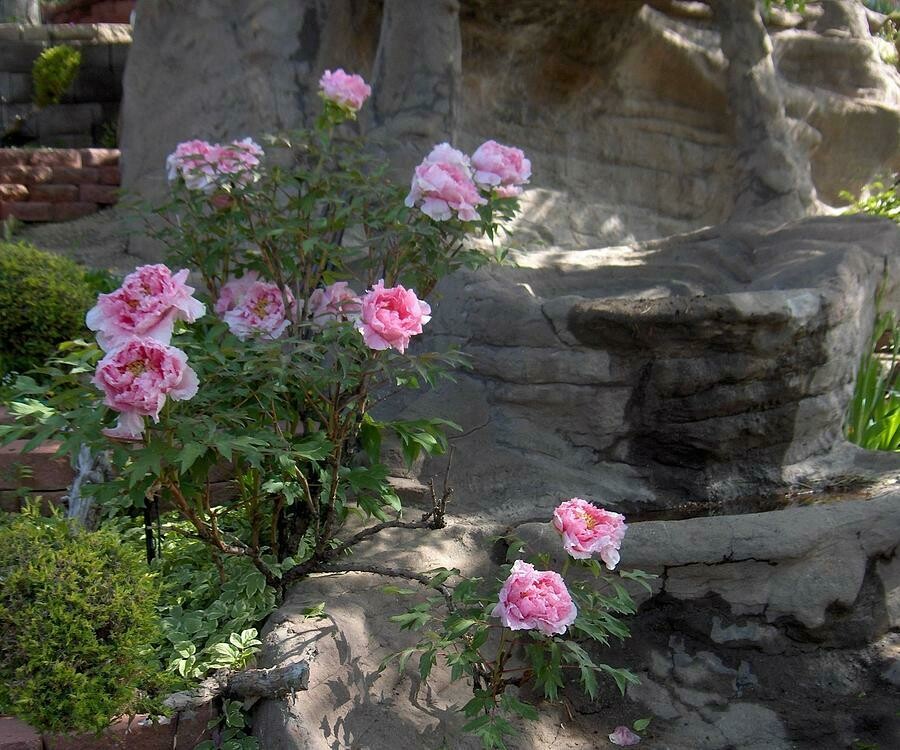 Paeonia suffruticosa &#39;Pink&#39; 3 gal