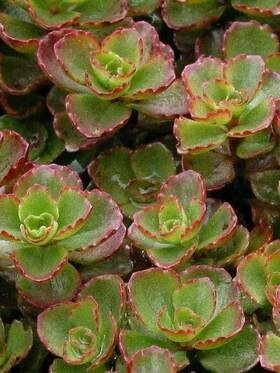 Sedum spurium red form - Blaze Stonecrop (1 Gal)