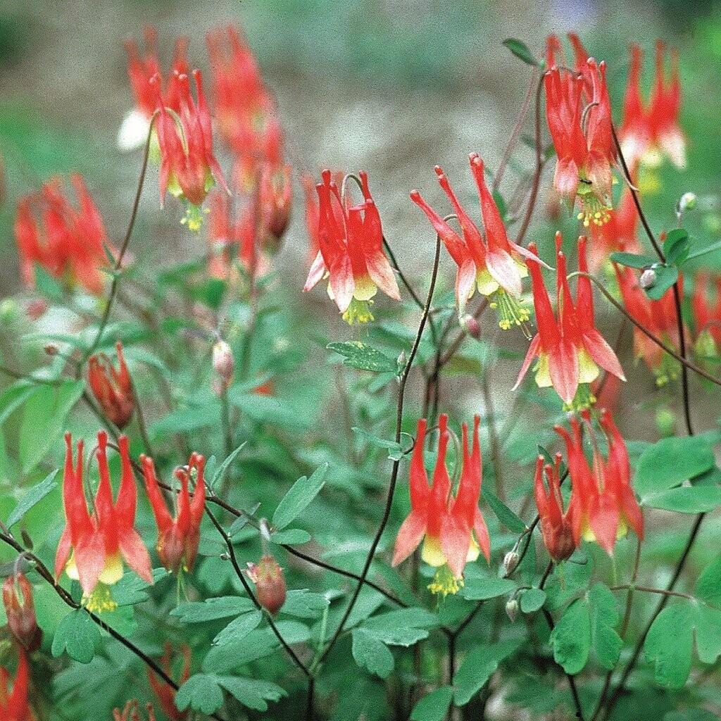 Columbine Little Lanterns 1 gal.