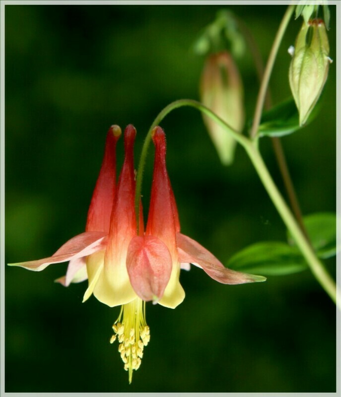 Columbine Little Lanterns 1 gal.