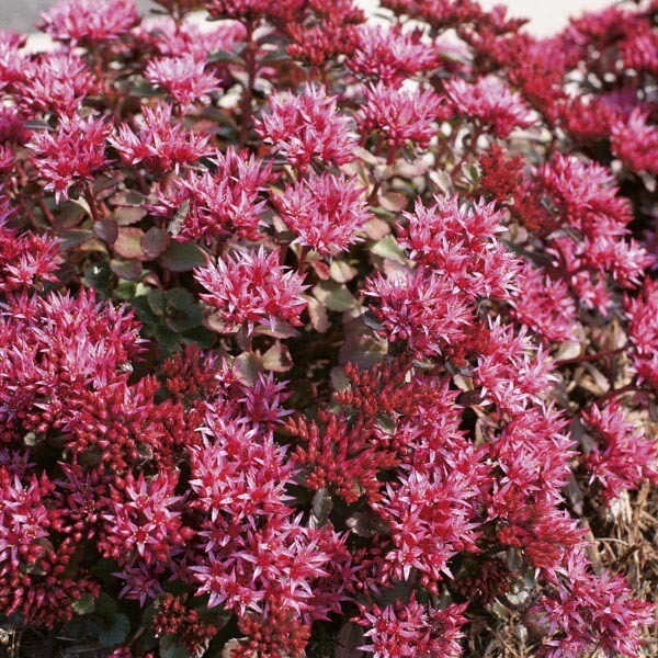 Sedum spurium red form - Blaze Stonecrop (1 Gal)