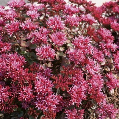 Sedum spurium red form - Blaze Stonecrop (1 Gal)
