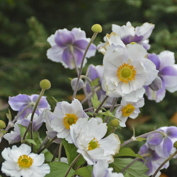 Anemone Jap. &#39;Dreaming Swan&#39; 8&quot;