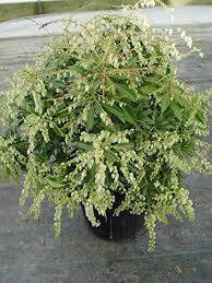 andromeda Pieris japonica &#39;Compacta&#39; 3 gal