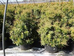 andromeda Pieris japonica &#39;Compacta&#39; 3 gal