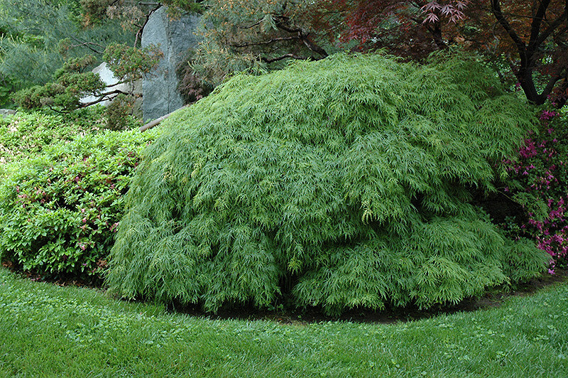 Acer Threadleaf &#39;Green Viridis&#39; (3Gal) waterfall