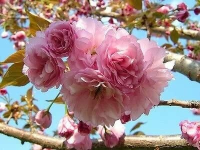 Cherry Prunus serrulata &#39;Kwanzan&#39; 15 gal
