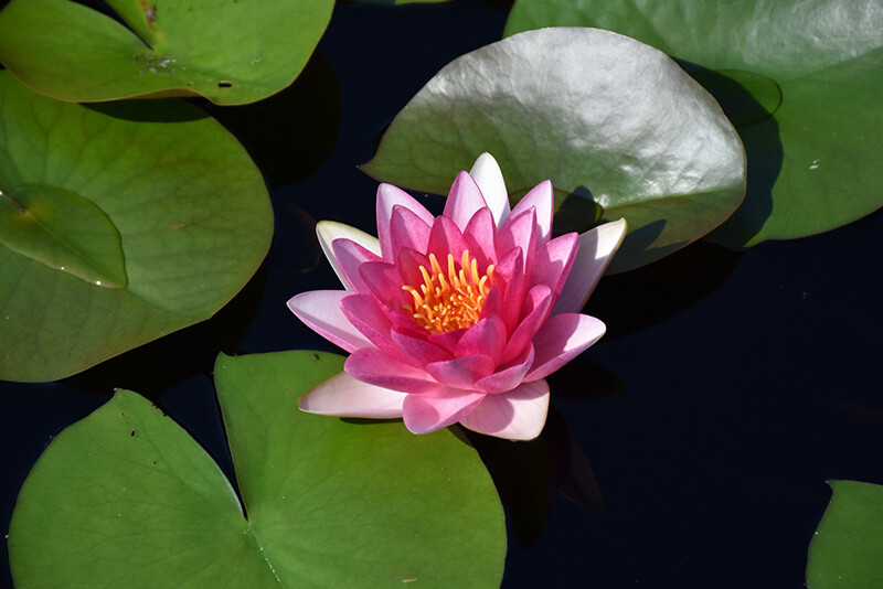Nymphaea &#39;Attraction&#39; 8&quot;