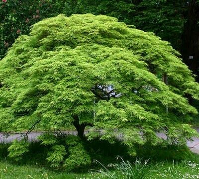 Acer Threadleaf &#39;Green Viridis&#39; (3Gal) waterfall