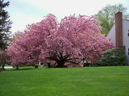 Cherry Prunus serrulata &#39;Kwanzan&#39; 15 gal
