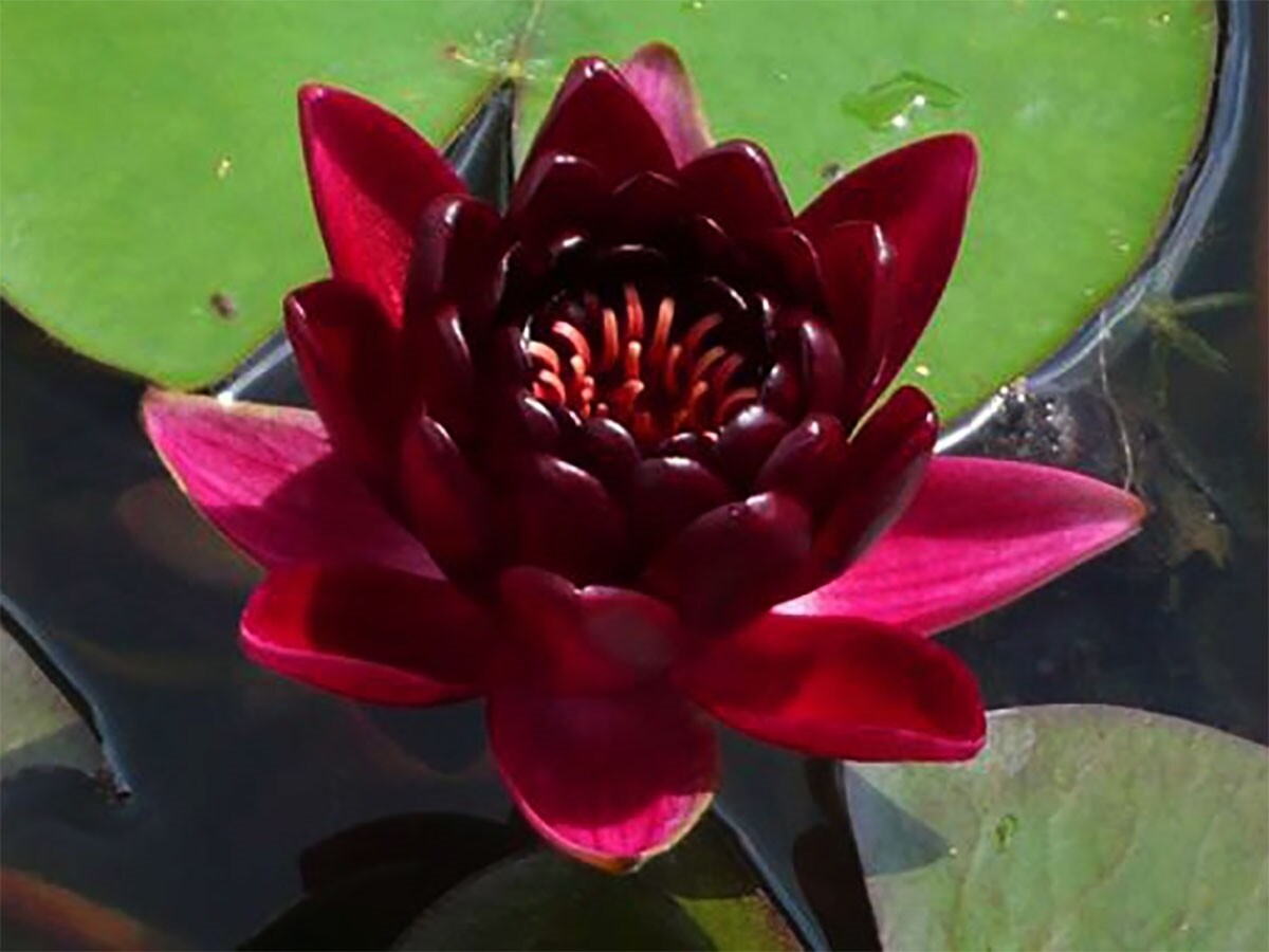 Nymphaea 'Almost Black' 8"