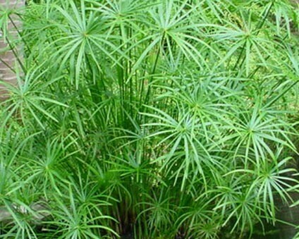 Cyrperus alternifolius 'Gracilis' 1 gal