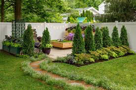 Thuja occidentalis &#39;North Pole&#39; 7 gal
