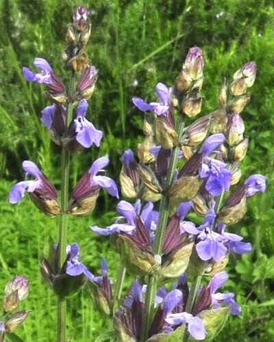 sage garden Salvia officinalis 1 gal