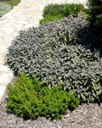 sage garden Salvia officinalis 1 gal