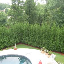 Thuja occidentalis &#39;North Pole&#39; 7 gal