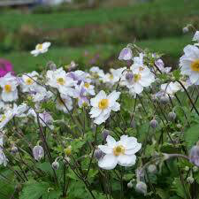 Anemone Jap. &#39;Dreaming Swan&#39; 8&quot;