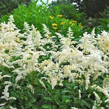 Astilbe j. Deutschland (1 gal)