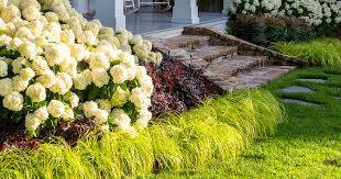 Carex Evercolor Everillo Sedge (1 Gal)