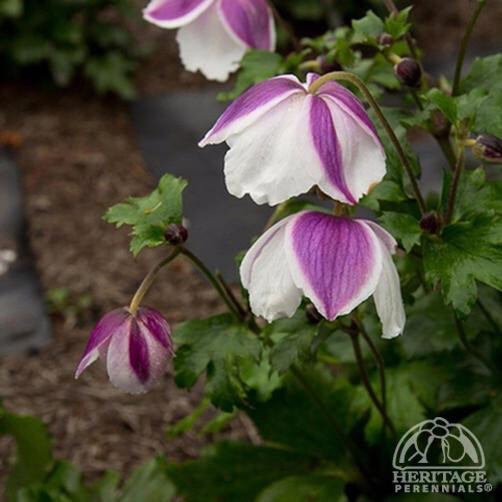 Anemone Jap. &#39;Dreaming Swan&#39; 8&quot;