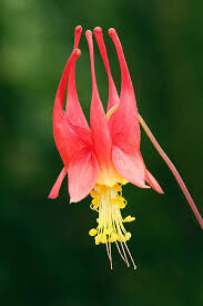 Columbine Little Lanterns 1 gal.