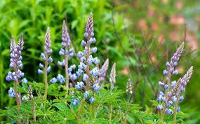 Lupine - Wild, Sundial (1 Gal)