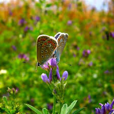 Lupine - Wild, Sundial (1 Gal)