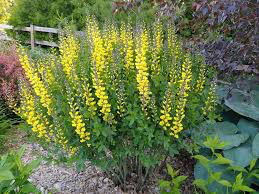 Indigo Baptisia Lemon Meringue (1 Gal)