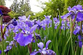 Iris &#39;Northern Blue Flag&#39; 1 gal