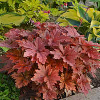 Heucherella - Coral Bells Red Rover (1 Gal)