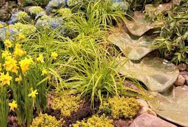 Carex Evercolor Everillo Sedge (1 Gal)