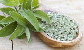 sage garden Salvia officinalis 1 gal