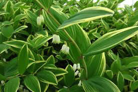 Polygonatum Odoratum &#39;Variegatum&#39; Solomons Seal (1 Gal)