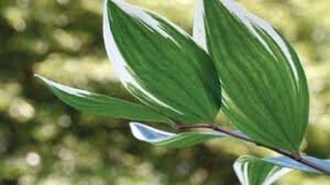 Polygonatum Odoratum &#39;Variegatum&#39; Solomons Seal (1 Gal)