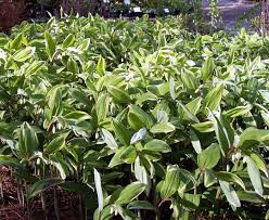 Polygonatum Odoratum &#39;Variegatum&#39; Solomons Seal (1 Gal)
