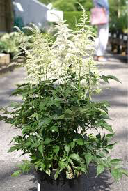 Astilbe j. Deutschland (1 gal)