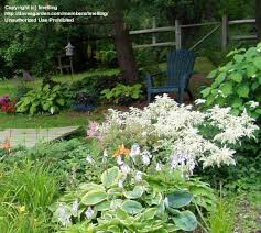 Astilbe &#39;Bridal Veil&#39; - 2 Gallon