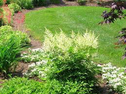 Astilbe &#39;Bridal Veil&#39; - 2 Gallon