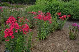 Phlox Volcano Red Garden 1 gal.