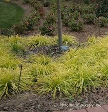 Carex Evercolor Everillo Sedge (1 Gal)