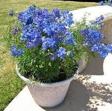 Delphinium &#39;Blue Butterfly&#39; (1 Gal)