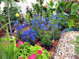 Delphinium &#39;Blue Butterfly&#39; (1 Gal)
