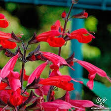 Salvia elegans 1 gal