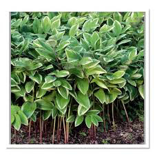 Polygonatum Odoratum &#39;Variegatum&#39; Solomons Seal (1 Gal)