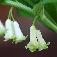 Polygonatum Odoratum &#39;Variegatum&#39; Solomons Seal (1 Gal)