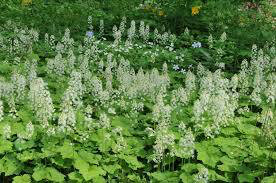 foam flower Tiarella cordifolia 1 gal