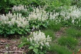 foam flower Tiarella cordifolia 1 gal