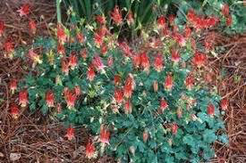 Columbine Little Lanterns 1 gal.