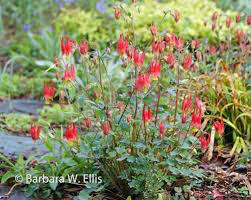 Columbine Little Lanterns 1 gal.